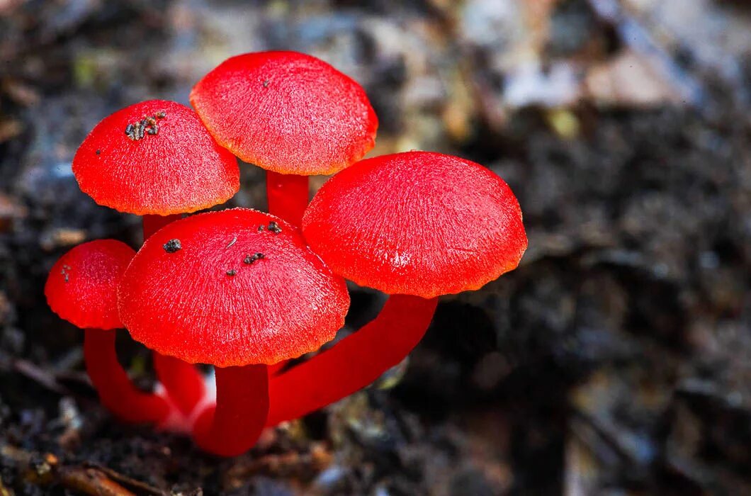 Hygrocybe coccinea. Гигроцибе гриб. Гигроцибе Багряная гриб. Гигроцибе алая. Редкий красный гриб