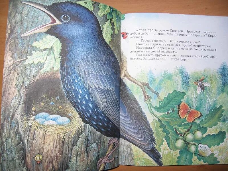 Солоухин о скворцах рассказ. Солоухин о скворцах рассказ. Солоухин о скворцах рассказ. Солоухин о скворцах. Рисунок к рассказу скворцы куприн.