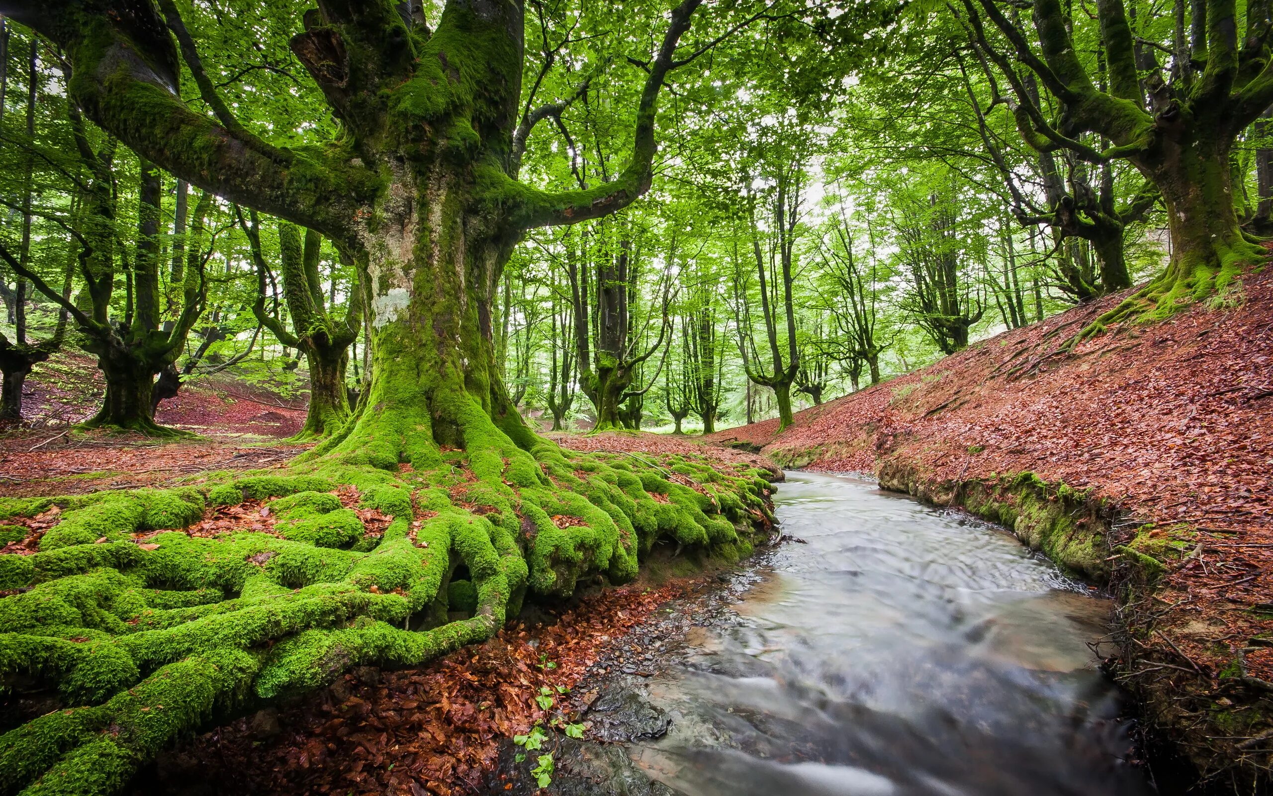 The nature is also. Природный парк Горбеа в Испании. Лес Отзаретта Испания. Буковый лес в Испании. Красивое дерево.