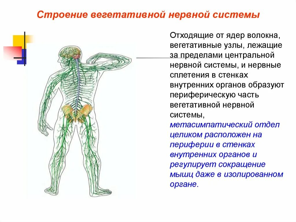 Центральные и периферические структуры вегетативной нервной системы. Вегетативная нервная система анатомия строение. Структуры периферической части вегетативной нервной системы. Вегетативная НС анатомия. Вегетативным является ядром