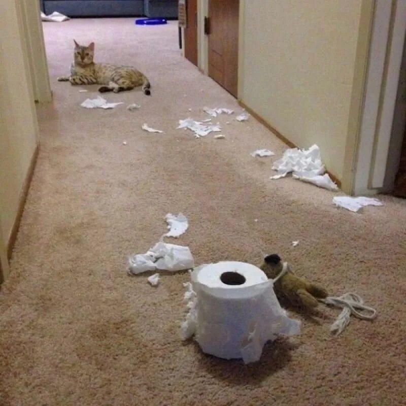 Кот разрушил. Коты в квартире. кот разнес дом. кошка нашкодила.