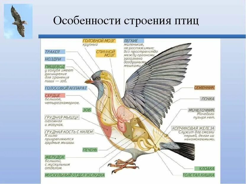Особенности внешнего строения птиц 7 класс. Внутреннее строение сапсана птицы. внутренне строение птиц. особенности внутреннего строения. роение птиц.