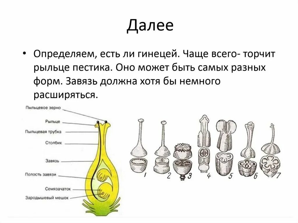 Гинецей вконтакте. Строение апокарпного гинецея. Монокарпный гинецей. Гинецей строение пестика. Синкарпный гинецей.