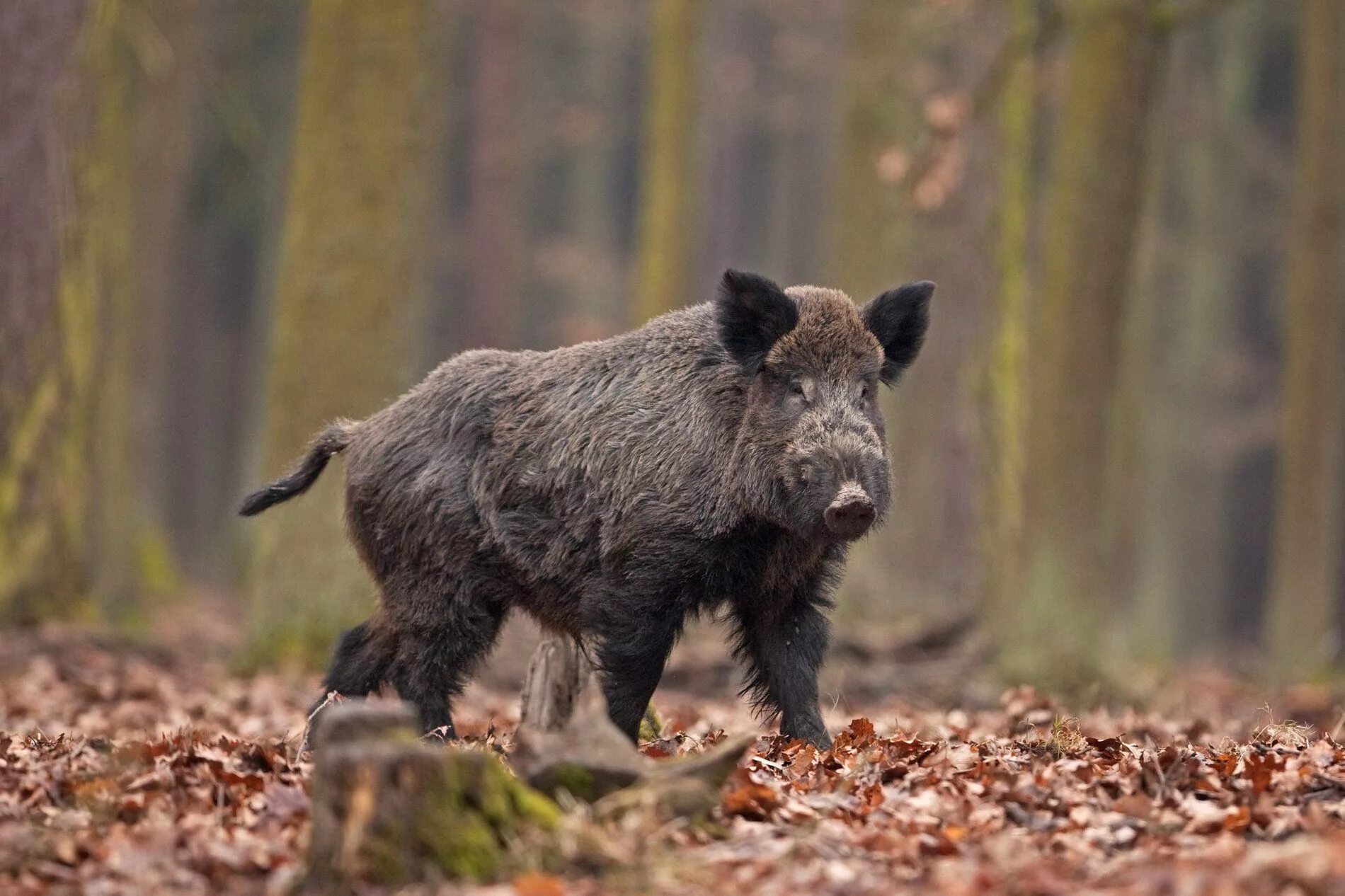 Дикий кабан секач Вепрь. Ильменский заповедник кабан. Кабан (sus scrofa l.). Вепрь секач. Кабан класс животных