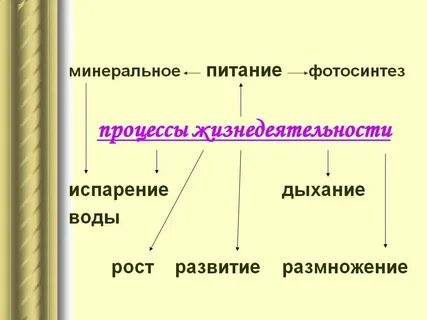 В основе жизнедеятельности всех организмов лежат