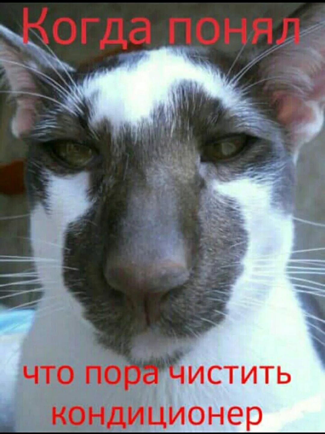 Кот подозрительно смотрит. Подозрительный кот. подозрительные коты. кот подозревака. котик подозревает.