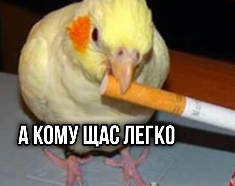 Попугай мем. Мышь а кому щас легко. Картинка а кому щас легко. А кому сейчас легко. Песня а кому не просто сейчас легко.