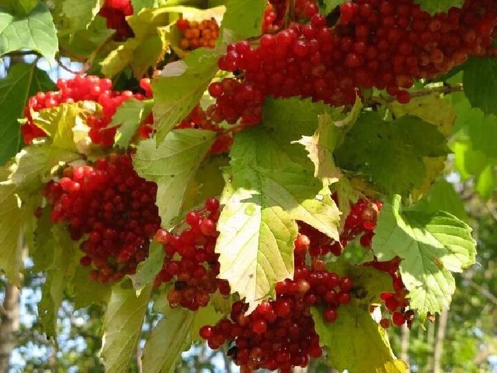Как убрать горечь из калины
