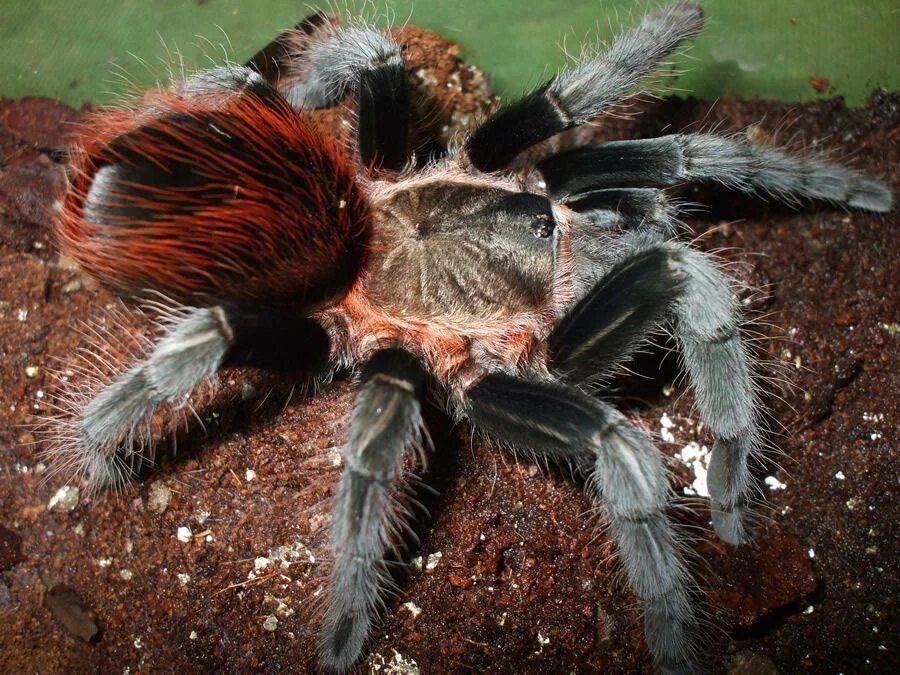 Брахипельма ваганс. Паук Brachypelma Vagans. Паук птицеед Брахипельма. Ваганс паук птицеед. Паук птицеед в домашних условиях