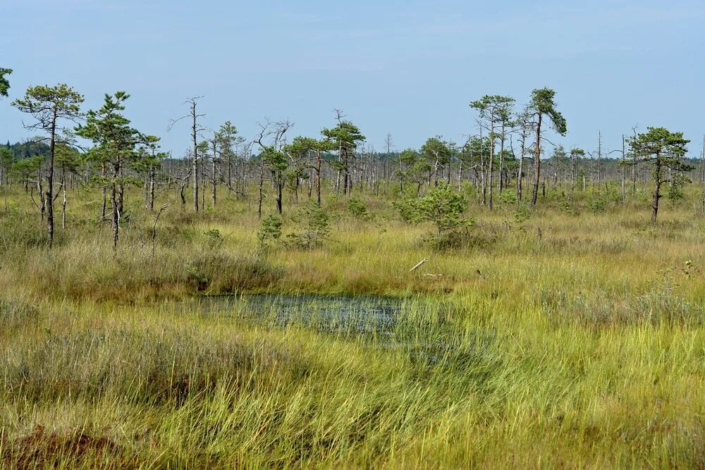 Болото трясина топь. Пинега лес болото мочажина. Шиченгское болото. Почему в болотистых труднопроходимых местах используют. Полистово-ловатская болотная система.