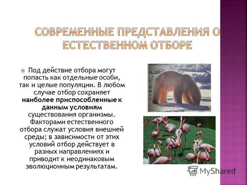 Естественный отбор примеры. Теория ламарка жирафы. Сохраняет особей с полезными в данных. Естественный отбор картинки. К факторам неживой природы относятся.