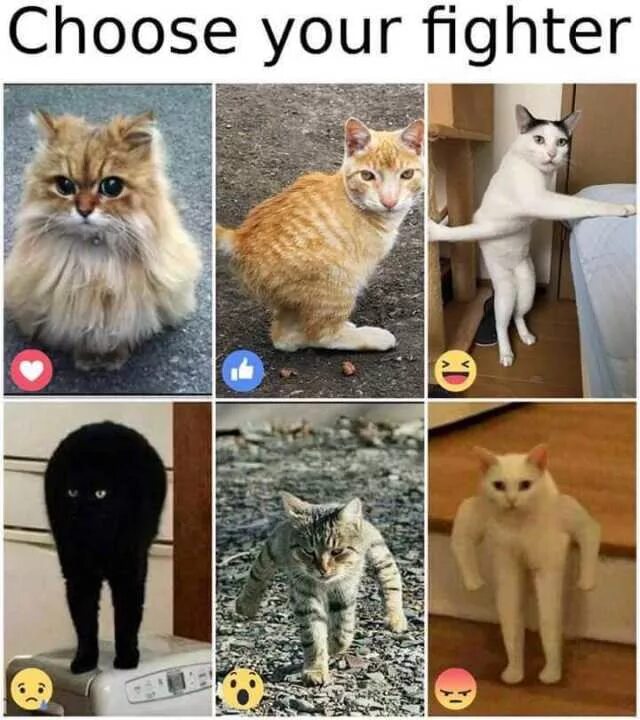 Choose your Fighter. Choose your Fighter meme. Выбери своего бойца коты. Мемы Fighter. Choose your first