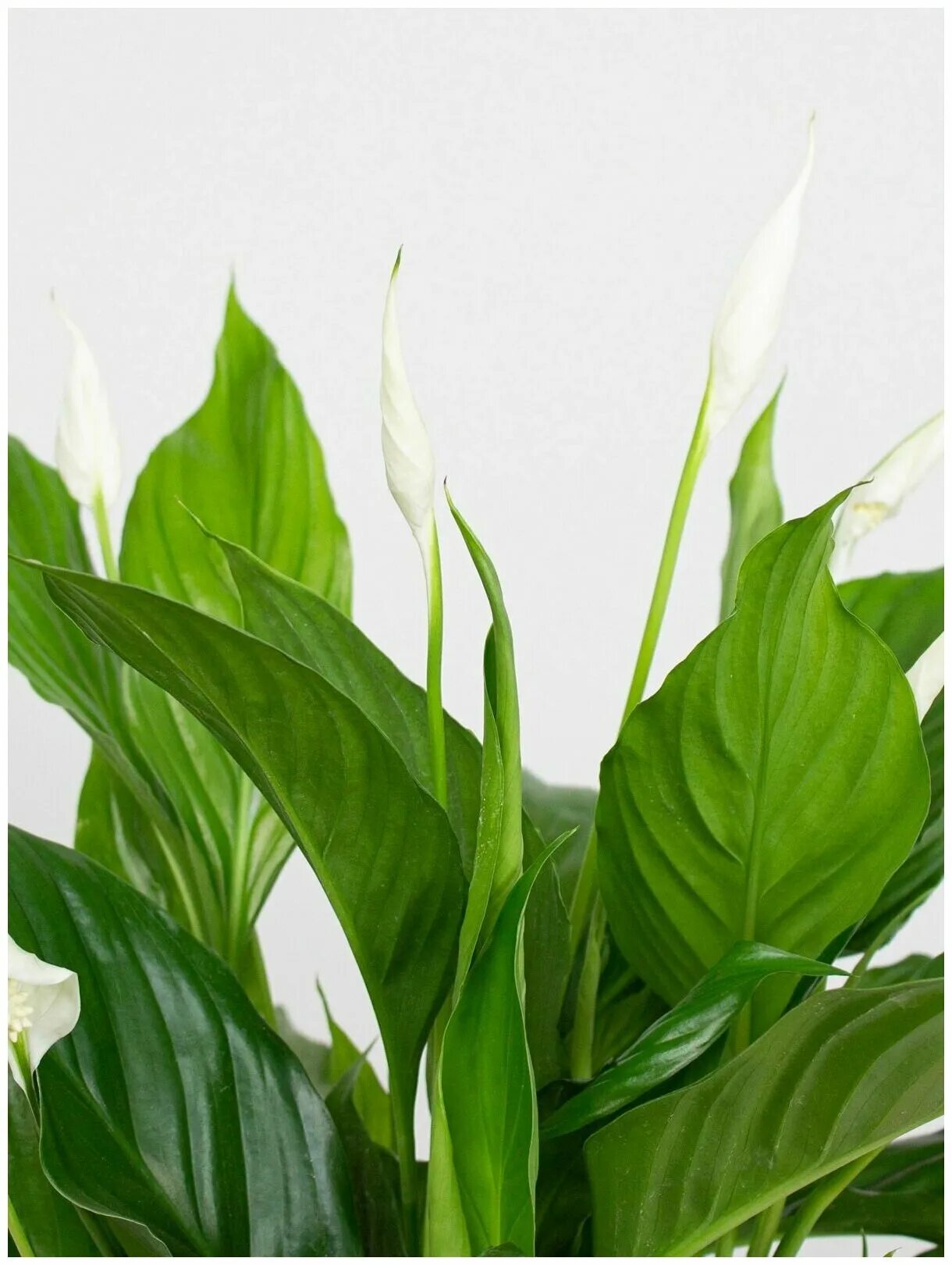 Спатифиллум свит бенито 13. Спатифиллум свит бенито. Спатифиллум лауретта. Спатифиллум бинго купидо. Спатифиллум лауретта.