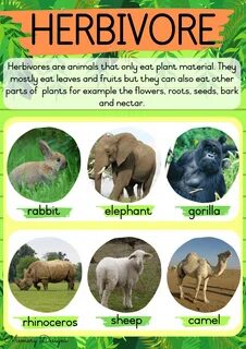 Many plant and animal