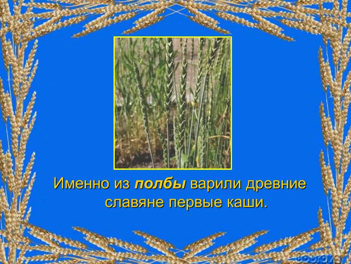 В какой сказке упоминается каша полба. Полба прародительница пшеницы. полба отличие от пшеницы. полба и пшеница в чем разница. полба славянское время.