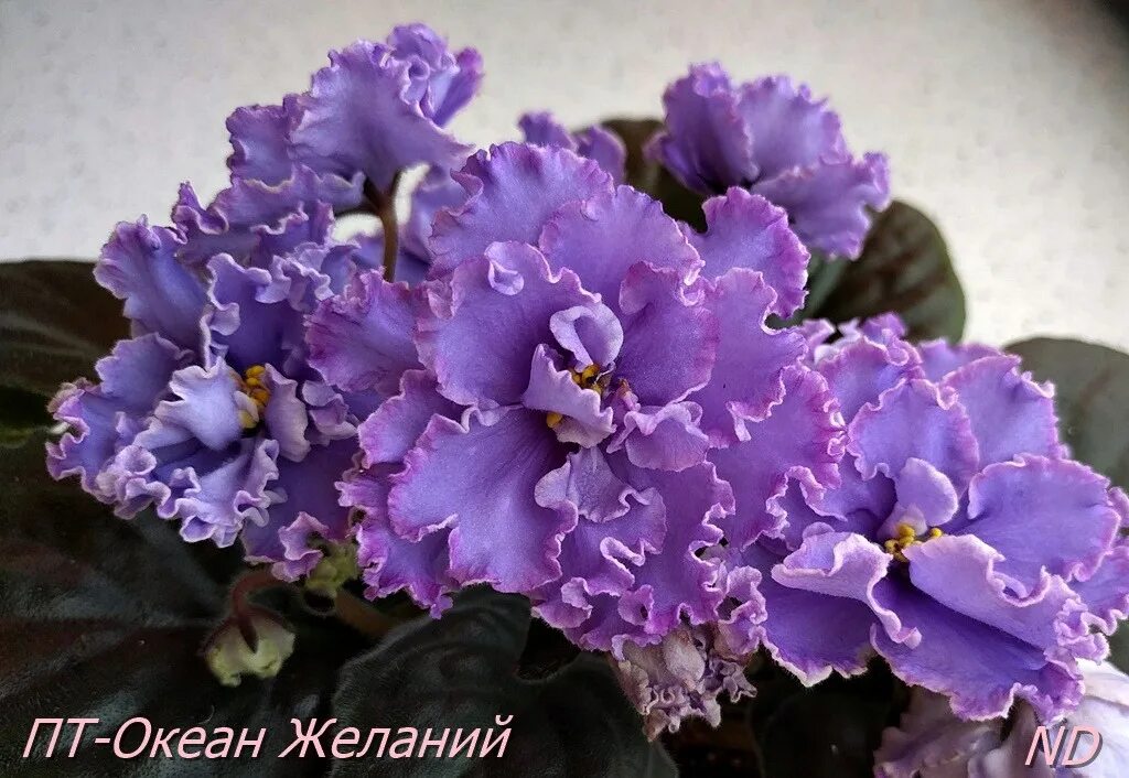 Океан желаний Москва