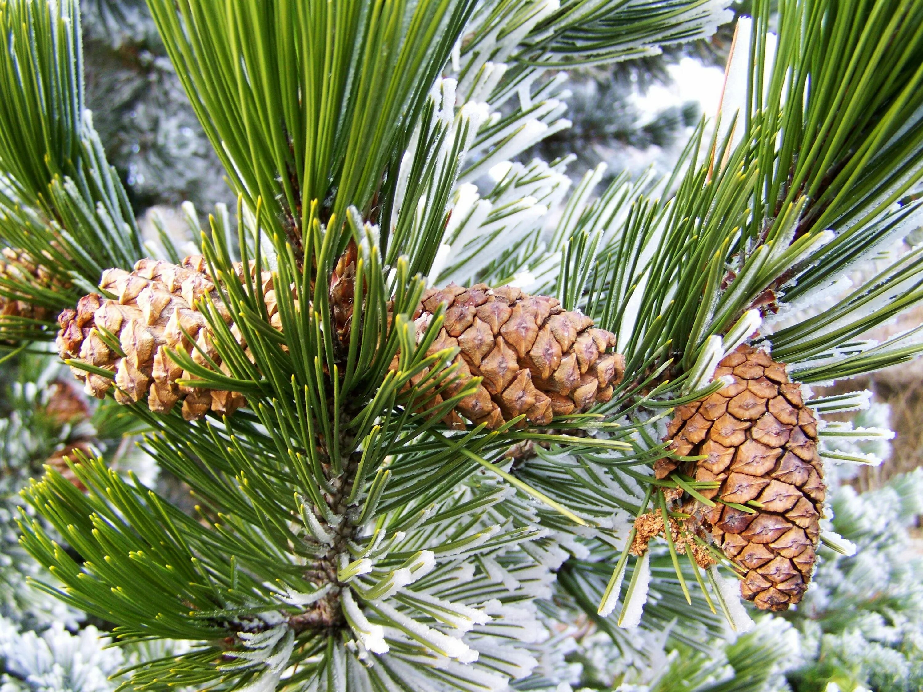 Хвойная на неделю. Пинус Сибирика. Кедр Сибирский Pinus sibirica. Семейство сосновые Pinaceae. Кедр маньчжурский.