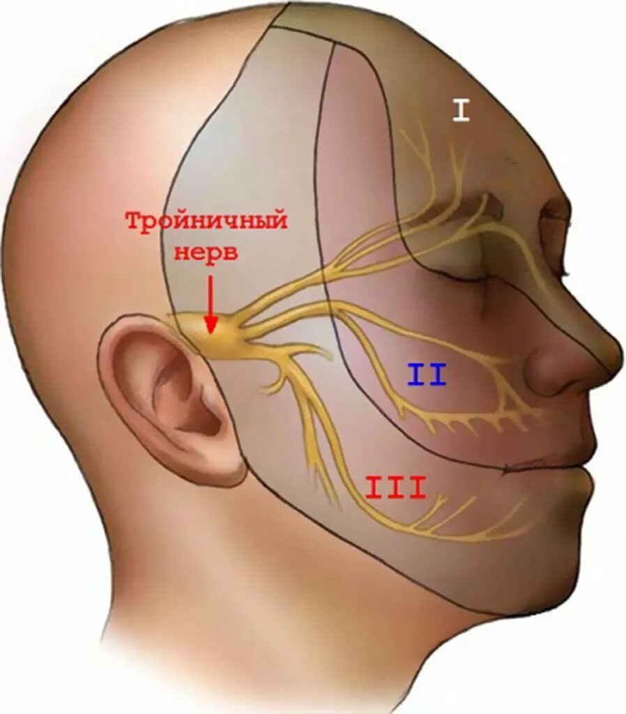 Ухо лоб. 1 И 2 ветвь тройничного нерва. Тройничный черепно мозговой нерв. Тройничный нерв 1 ветвь анатомия. Невралгия тройничного лицевого нерва.