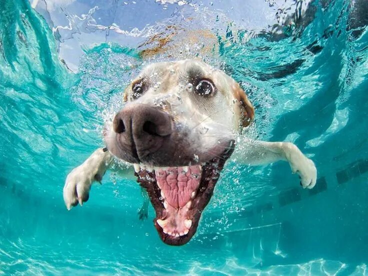 11 Ridiculously Adorable Pictures Of Puppies Having Underwater Swimming Lessons 