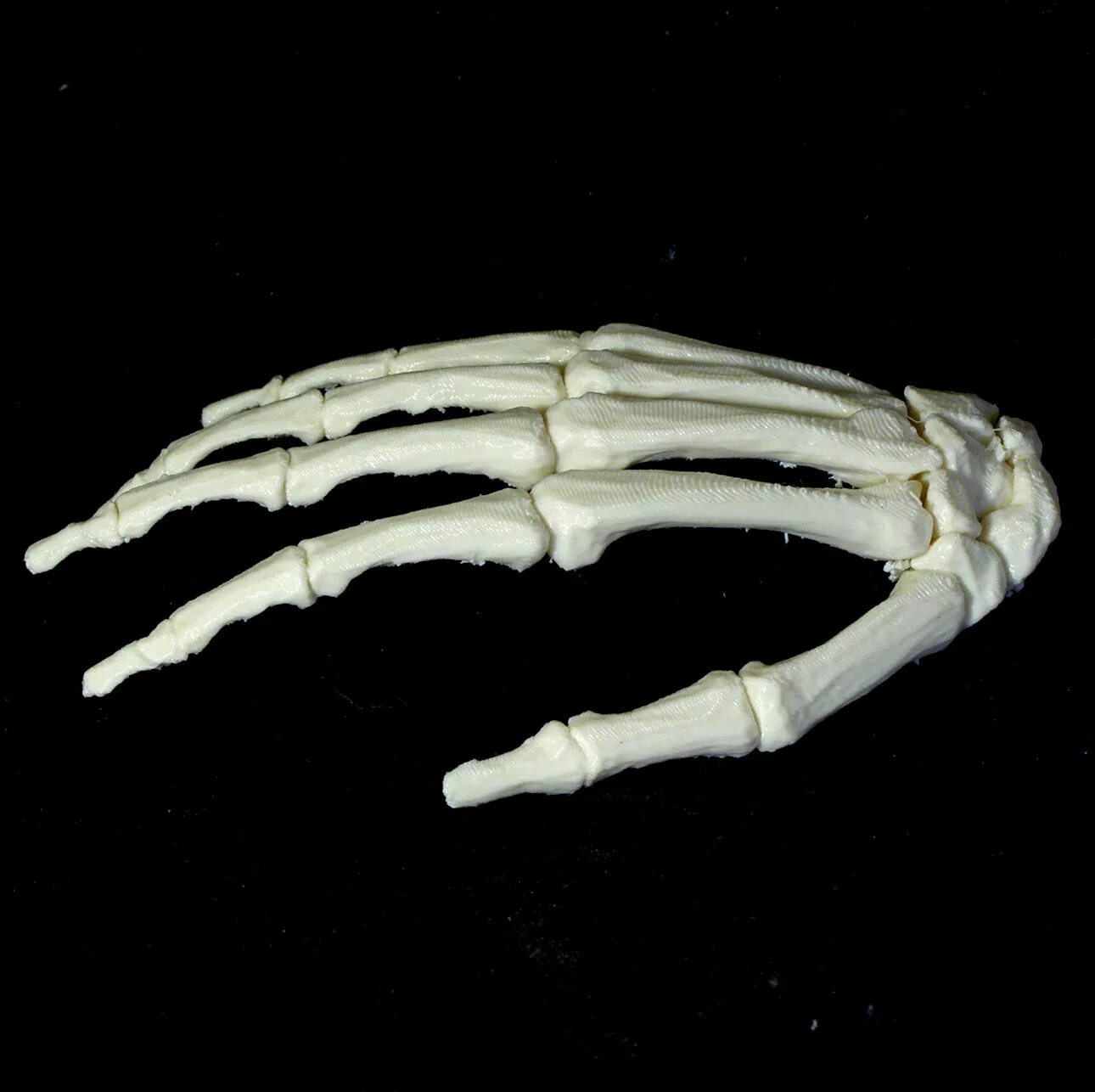 Скелет руки. Скелет кисти. Скелет кисти человека. Скелет руки человека. Hand bone