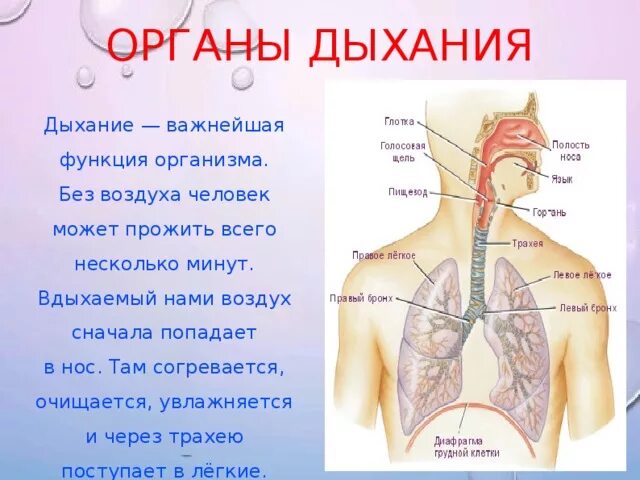 Расскажите о дыхательной системе. Путь воздуха в организме человека. Дыхательная система человека. Дыхательная система человека информация.