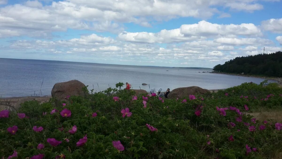 Озерки приморск. Поселок озерки приморское городское поселение. Солнечный мыс коттеджный поселок. Посёлок озерки ленинградская область. Посёлок озерки ленинградская область.