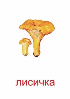 Лисички название