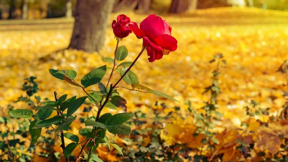 Розы осенью. Розы в осеннем саду. Куст розы. Розы в саду осенью.
