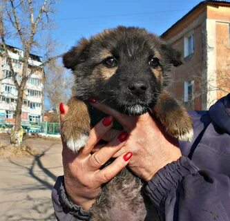 Собаки улан