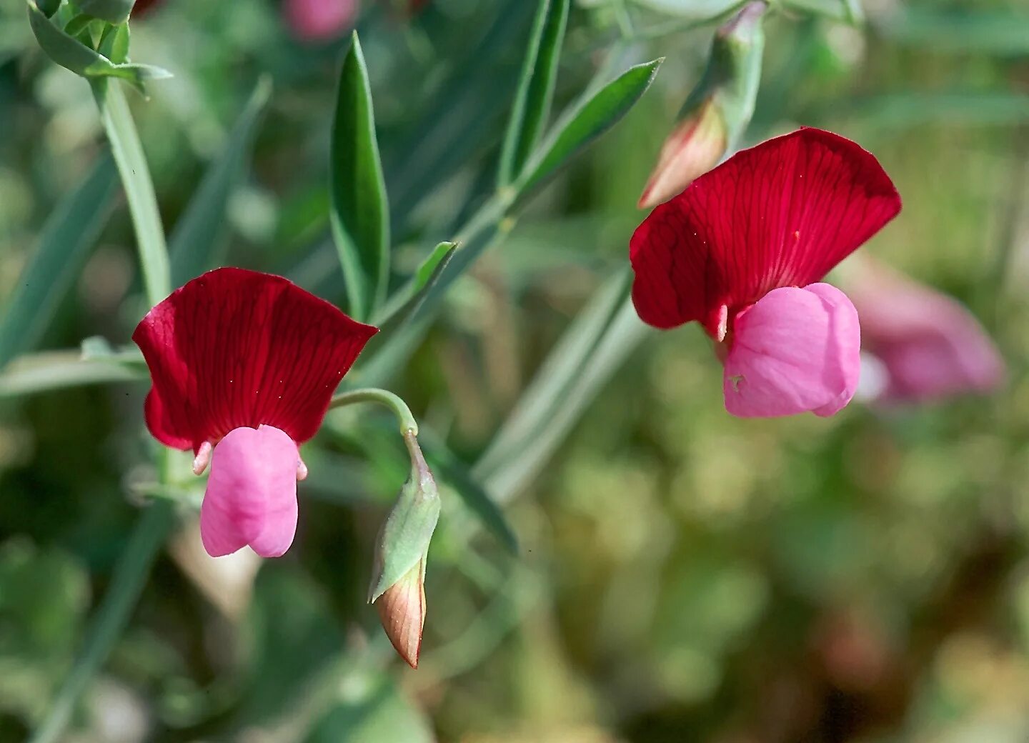 Сибирь чина. Lathyrus. Чина льнолистная. Чина посевная. Lathyrus sativus.