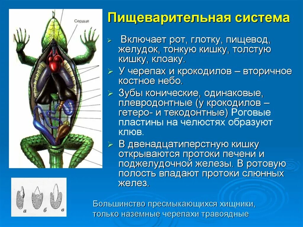 Строение пищеварительной системы пресмыкающихся. Пресмыкающиеся Эволюция пищеварительной системы. Пищеварительная система пресмыкающихся 7. Пищеварительная системв у пресмыкающихся.