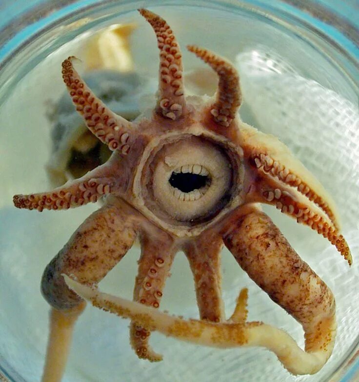 Осьминог можно кушать. Зубастый кальмар promachoteuthis sulcus. морской осьминог.