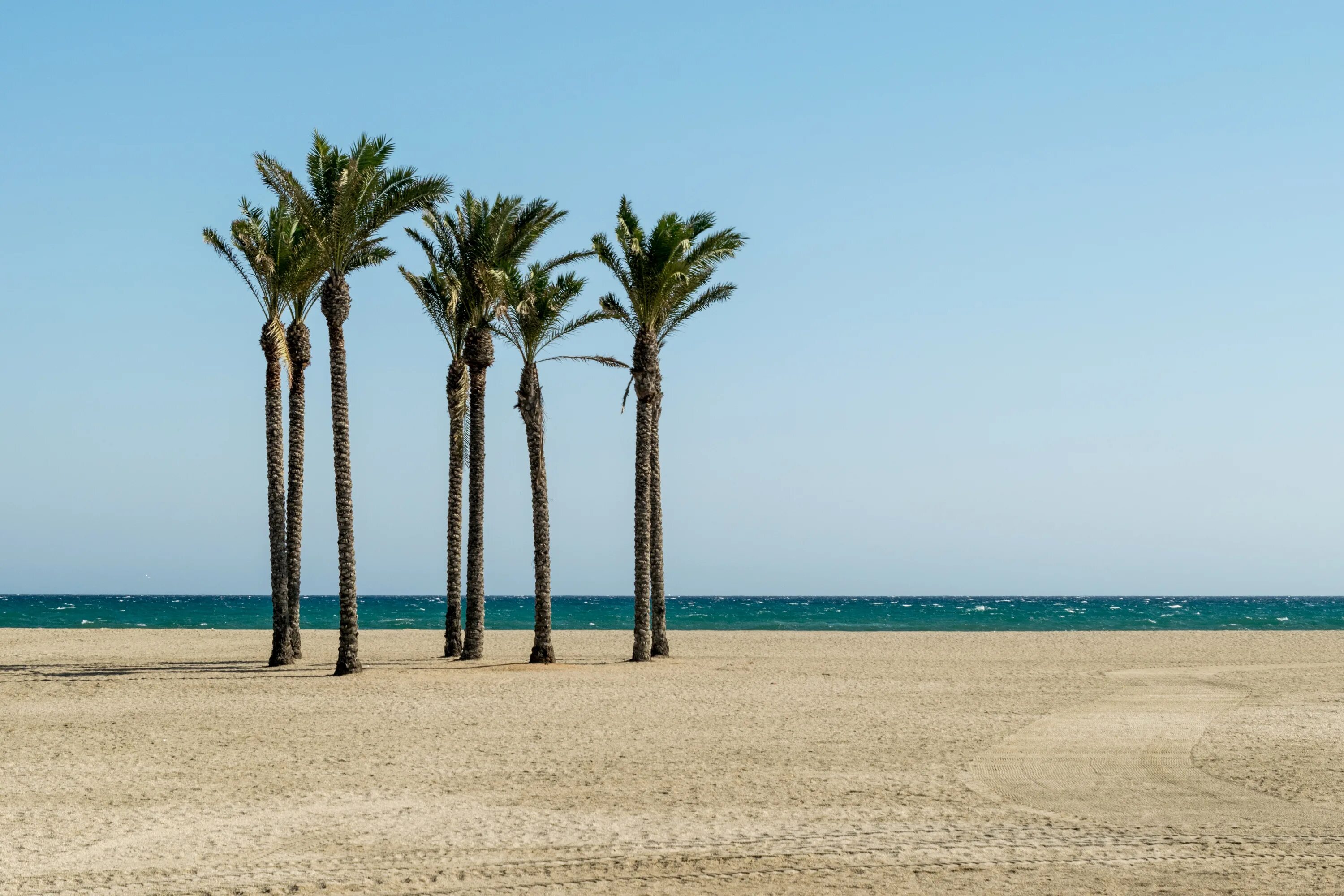 Пальма дерево. Пальмы в Турции. Море пальмы Турция. Palm Beach пляж.