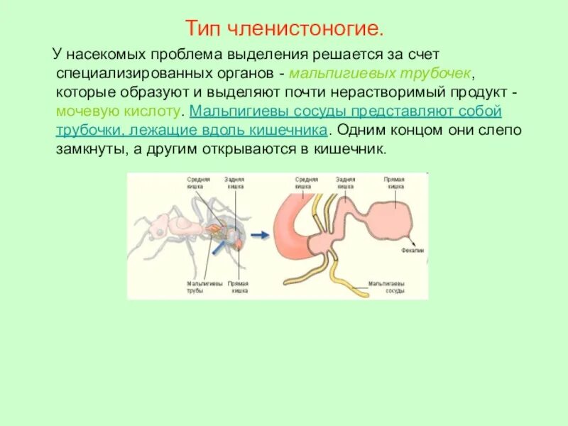 Членистоногие система выделения. Выделительная система членистоногих. Органы выделения членистоногих 7 класс. Выделительная система членистоногих 7 класс. Какие органы принимают участие в выделении