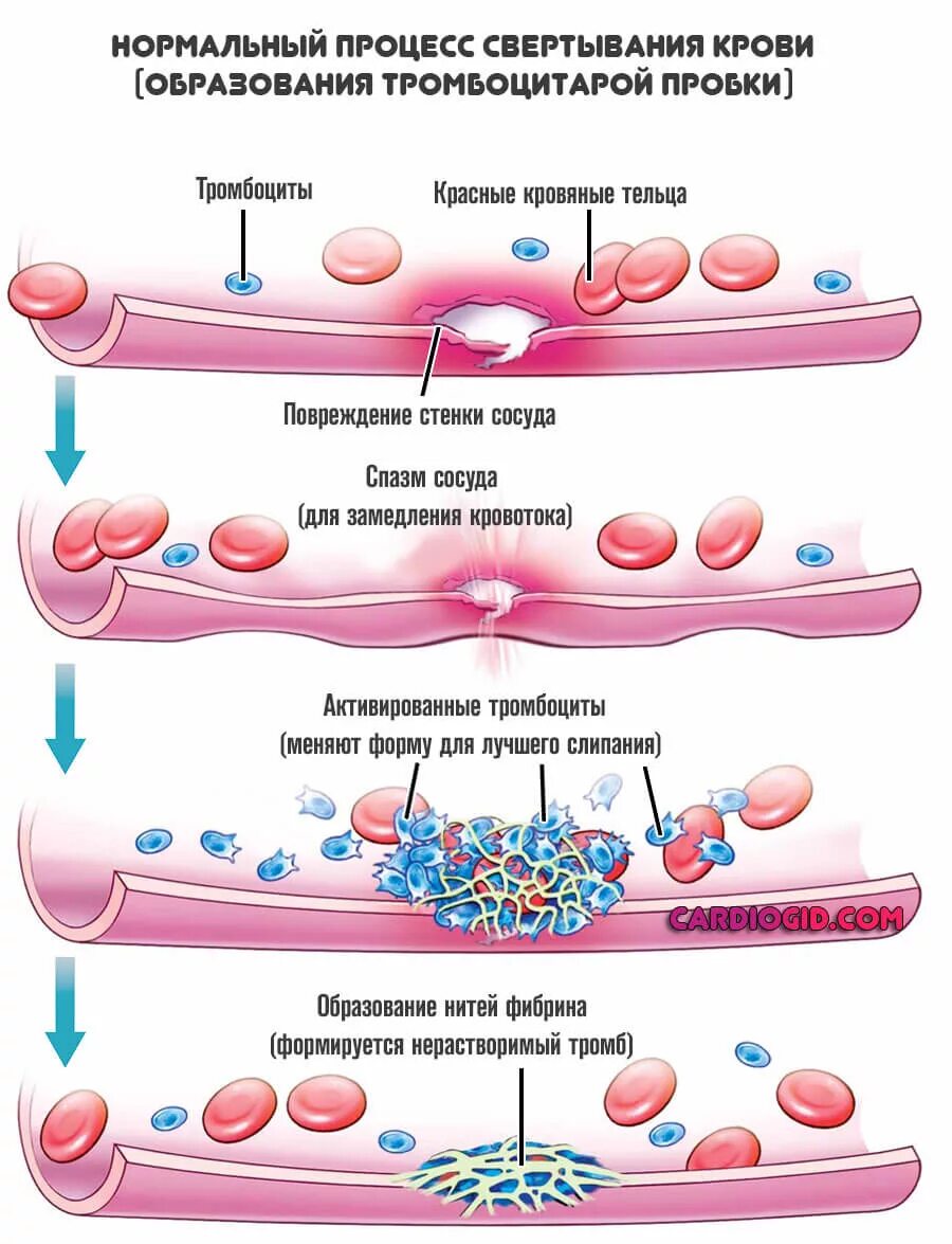 Процесс свертывания крови рисунок. Тромбоциты свертывание крови. Тромбоциты этапы свертывания крови. Схема свертывания крови. Тромбоциты и тромбы