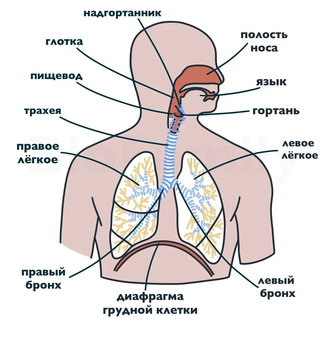 Органы входящие в дыхательную систему функции. Состав дыхательной системы человека схема. Отделы дыхательной системы схема. Система органов дыхания человека схема. Строение дыхательной системы человека рисунок с описанием.