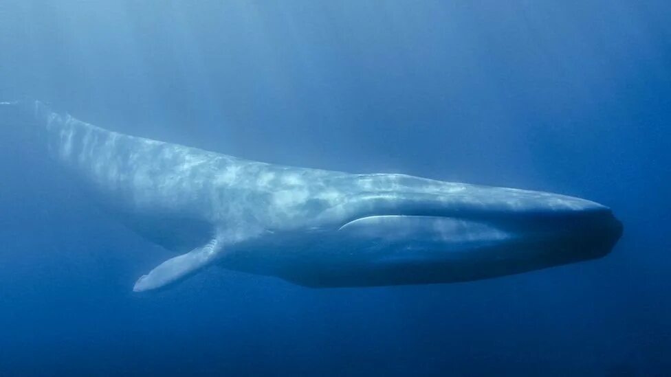 Самое большое животное жившее на земле. Синий кит. Атлантический синий кит. Красный кит животное. Синие киты Японии.