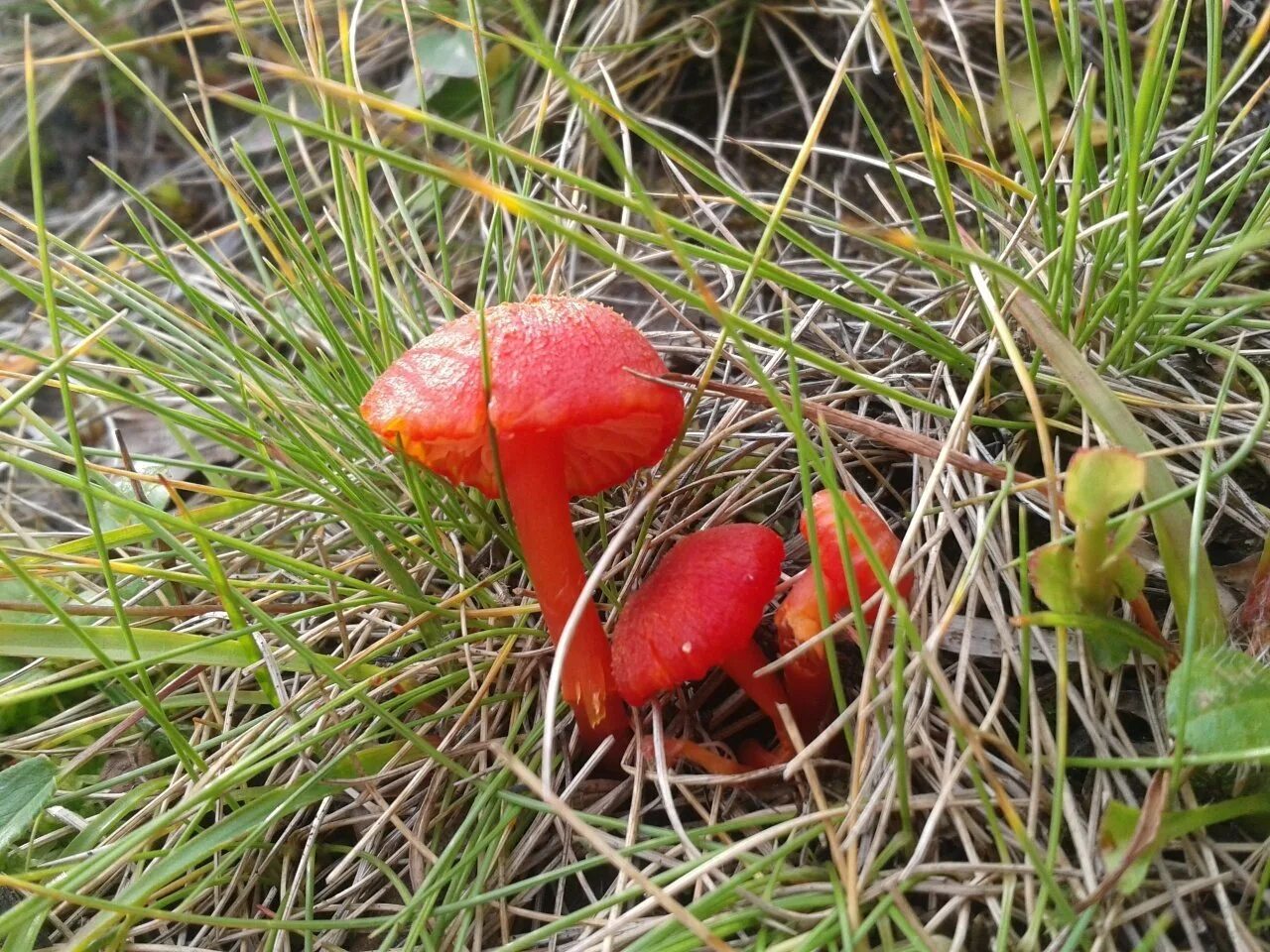 Гигроцибе киноварно-красная (Hygrocybe miniata). Гриб Гигроцибе киноварно-красная. Гигроцибе киноварно-красная. Гигроцибе пунцовая гриб. Красный гриб описание