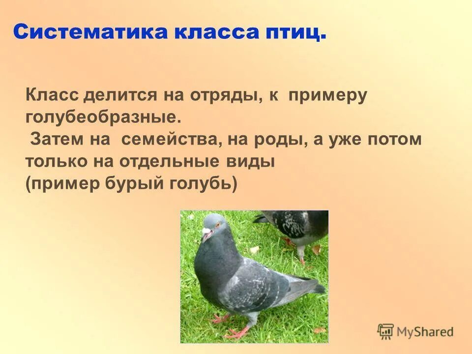 Класс птицы систематика. Птицы царство тип класс. Классификация класса птицы таблица. Систематика класса птицы. Классификация птиц схема.