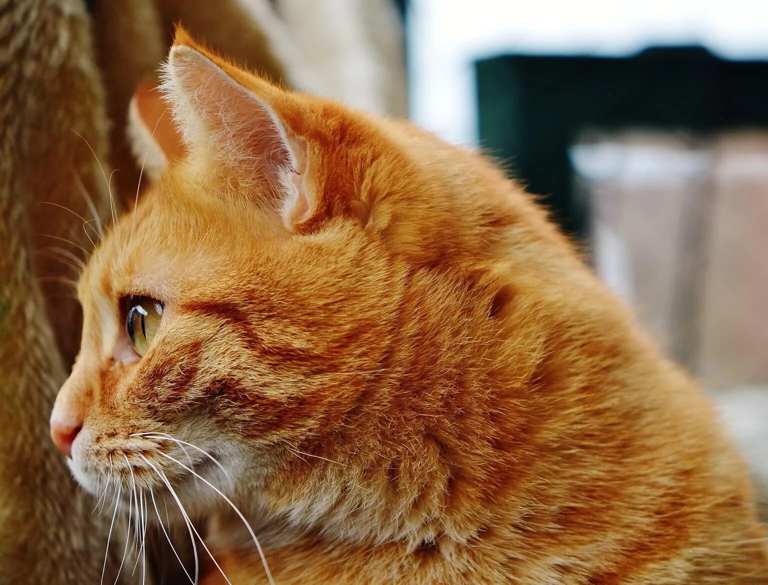 Европейская короткошерстная кошка рыжая. Европейский короткошерстный кот рыжий. Европейская короткошерстная табби рыжий. Тигровый макрелевый табби рыжий. Порода кошек с рыжей шерстью