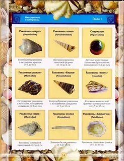 Описание ракушек