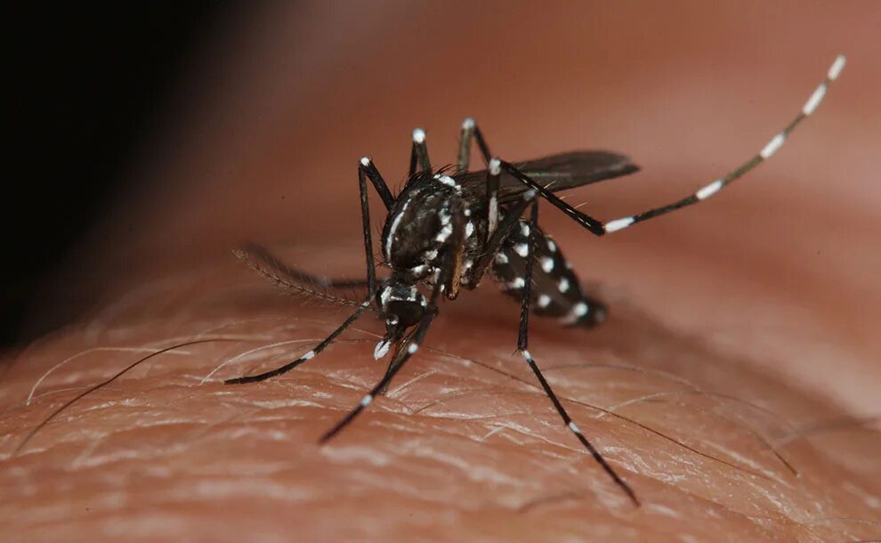 Комары мокрецы. Москит и комар. sergentomyia москиты. aedes albopictus комар. комары денге на бали.