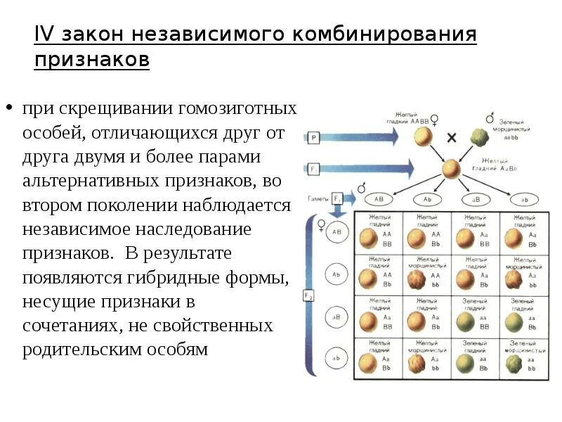 Обмен аллельными генами. Взаимодействие генов при скрещивании. Законы наследования признаков. Взаимодействие аллельных генов.. Схема независимого наследования. Независимое наследование признаков.