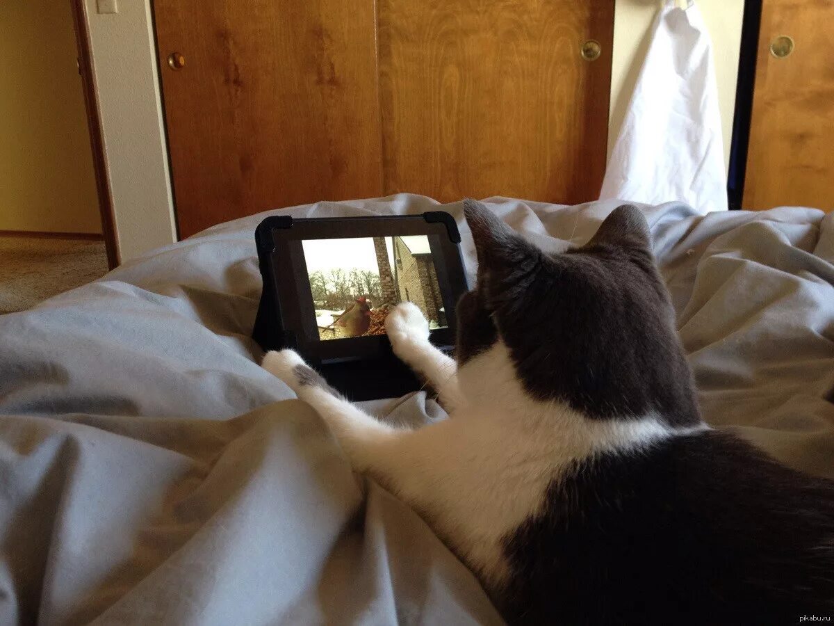 Коты и планшет. Котик с планшетом. Кот за планшетом. Кот играет в телефон. Включи коты номер 4