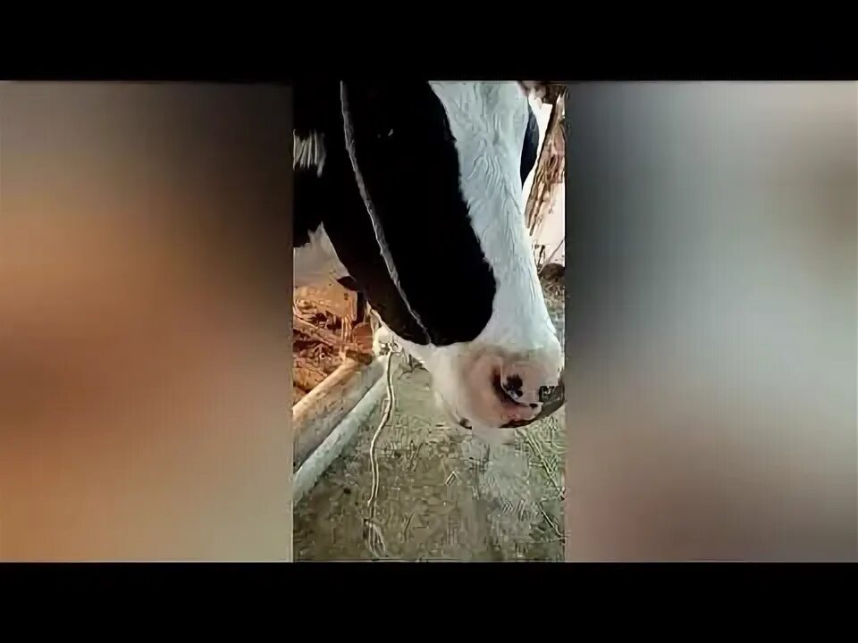 У коровы нет жвачки что