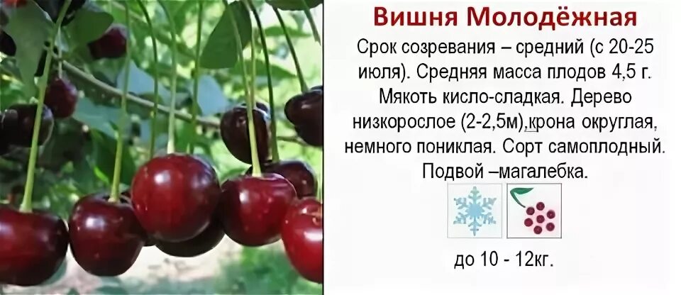 Вишня молодежная опылители описание фото
