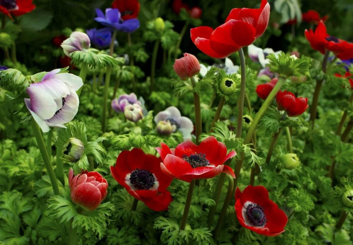 Анемоны цветы выращивание в открытом грунте. Ветреница корончатая (Anemone coronaria). Анемона корончатая де Каен. Анемоны coronaria Hollandia. Анемона де Каен микс.