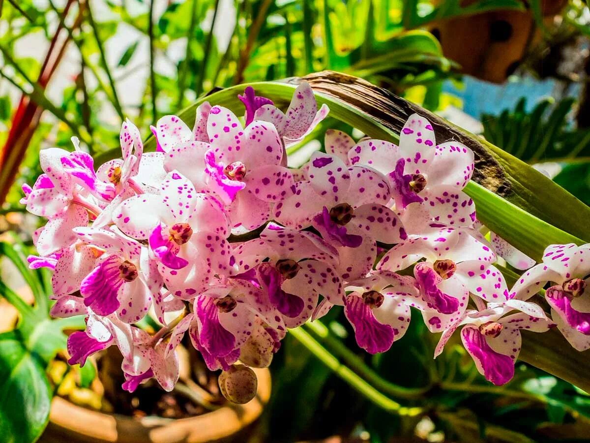 Flowers orchids. Фаленопсис Миа. Фаленопсис tiny Melissa. Фаленопсис Альбуфера. Фаленопсис Калипсо.