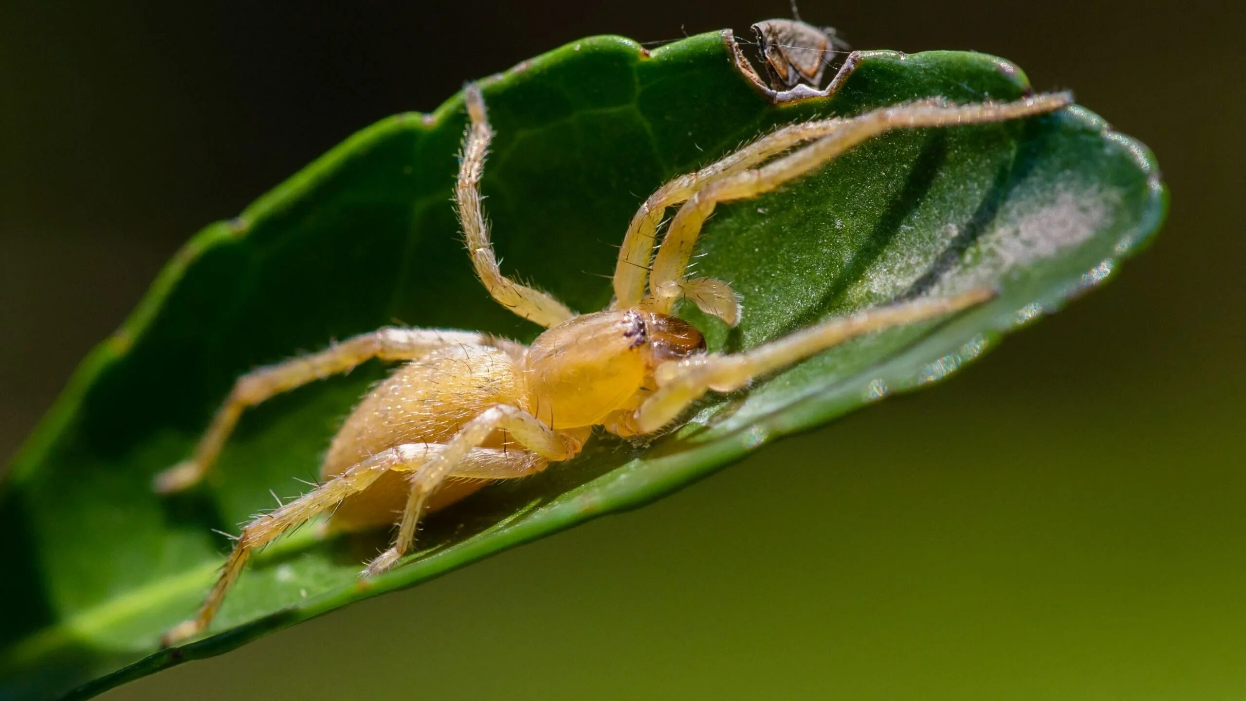Желтый паук сак cheiracanthium. Cheiracanthium punctorium желтосумный колющий паук. Ядовитый паук cheiracanthium. Сак хейракантиум. Желтый паук сак cheiracanthium.