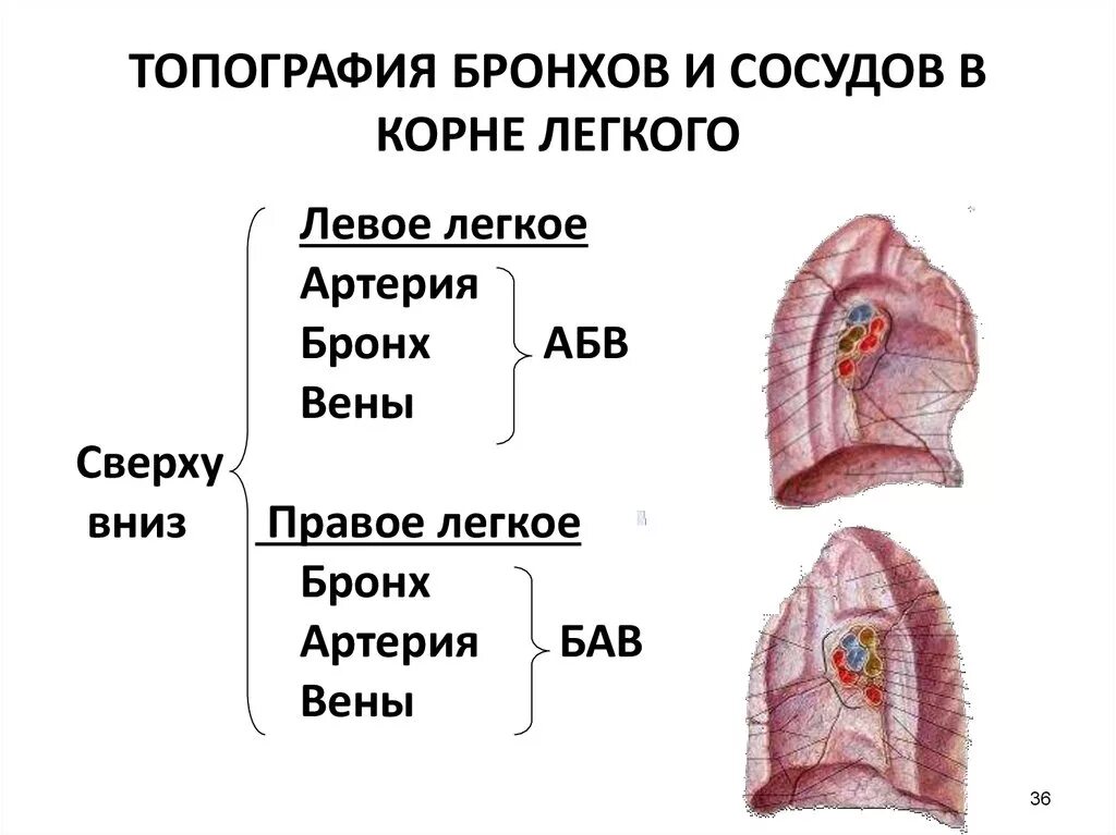 Элементы корня легкого